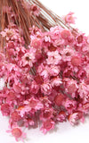 Glixia rosa Trockenblumen