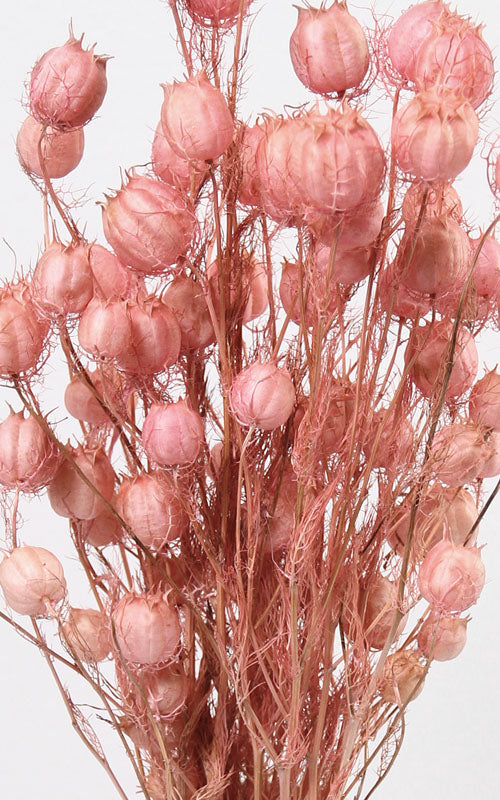 Nigella rosa | Trockenblumen