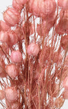 Nigella rosa | Trockenblumen