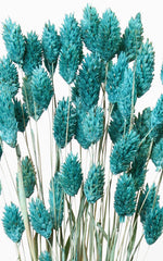 Phalaris Glanzgras türkis