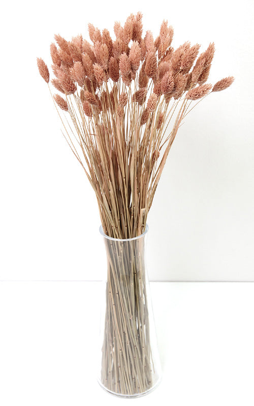 Phalaris hazelnut