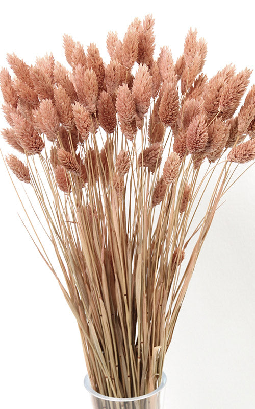 Phalaris hazelnut