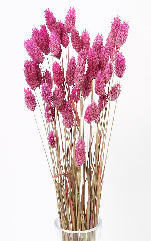 Phalaris Glanzgras dunkelrosa