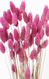 Phalaris Glanzgras dunkelrosa
