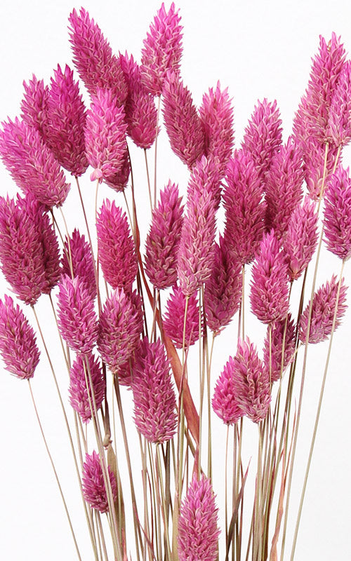 Phalaris Glanzgras dunkelrosa