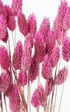 Phalaris Glanzgras dunkelrosa