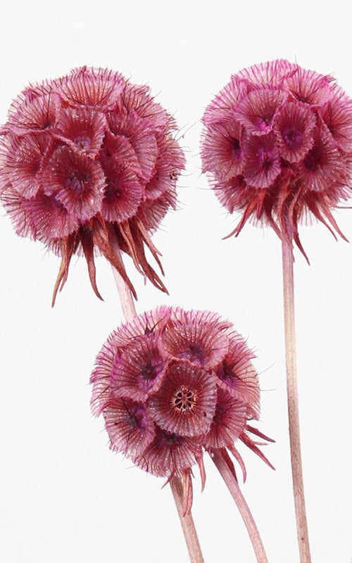 Scabiosa pinkrosa 5er-Set | Trockenblumen | ca. 30-35 cm