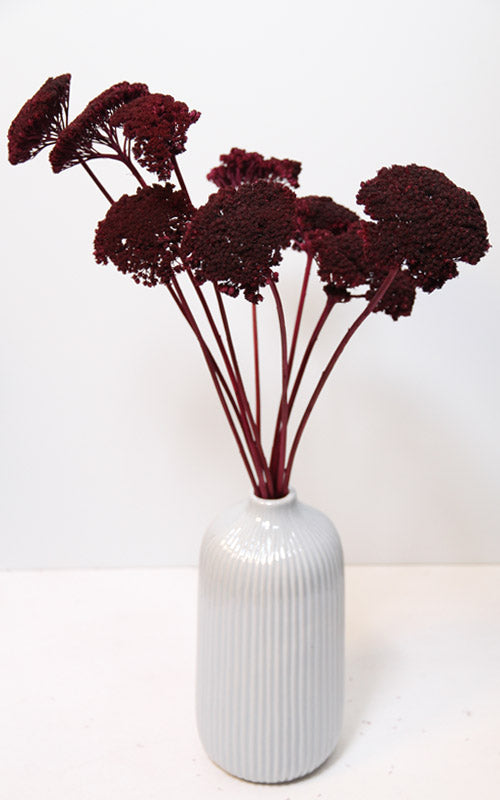 Kultur Achillea blackberry Bund