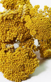 Kultur Achillea gelb Bund | ca. 50 cm