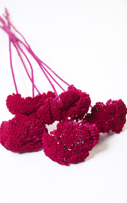 Kultur Achillea dunkelrot Bund | ca. 50 cm lang