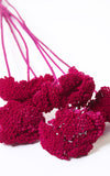 Kultur Achillea dunkelrot Bund | ca. 50 cm lang