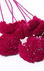 Kultur Achillea dunkelrot Bund | ca. 50 cm lang