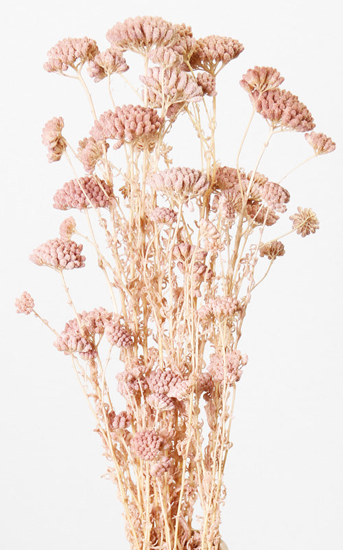 Kultur Achillea blush Bund