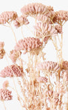 Kultur Achillea blush Bund