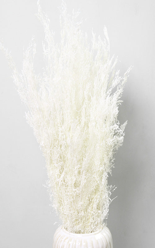 Agrostis Straußgras Trockenblumen