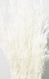 Agrostis Straußgras weiß