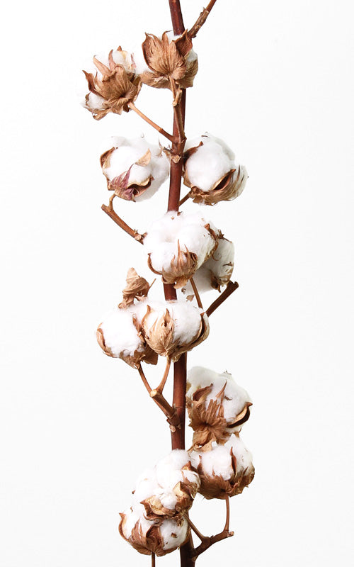 Baumwollzweig | Trockenblumen
