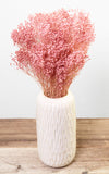 Broom Bloom rosa Bund | Trockenblumen | ca. 30 cm