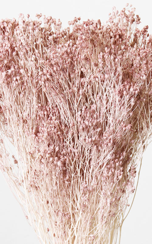 Broom Bloom blush Bund | ca. 30 cm