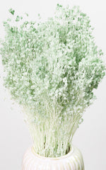 Broom Bloom Trockenblumen