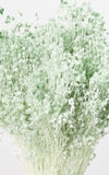 Broom Bloom mintgrün Bund | Trockenblumen