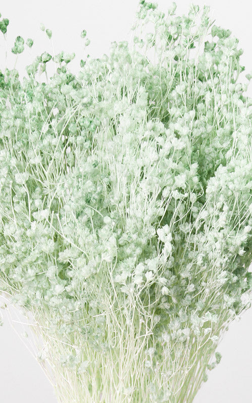 Broom Bloom mintgrün Bund | Trockenblumen