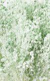 Broom Bloom mintgrün Bund | Trockenblumen