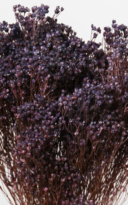 Broom Bloom blackberry Bund | ca. 30 cm