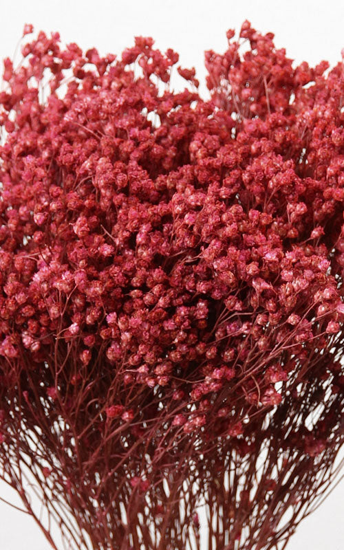 Broom Bloom rot Trockenblumen