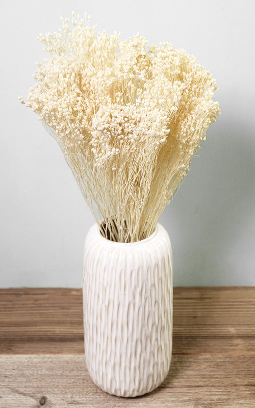 Broom Bloom creme-weiß Bund | Trockenblumen | ca. 30 cm
