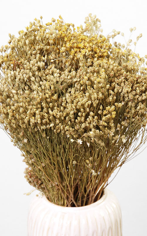 Broom Bloom Trockenblumen