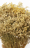 Broom Bloom natur Bund | Trockenblumen | ca. 40 cm
