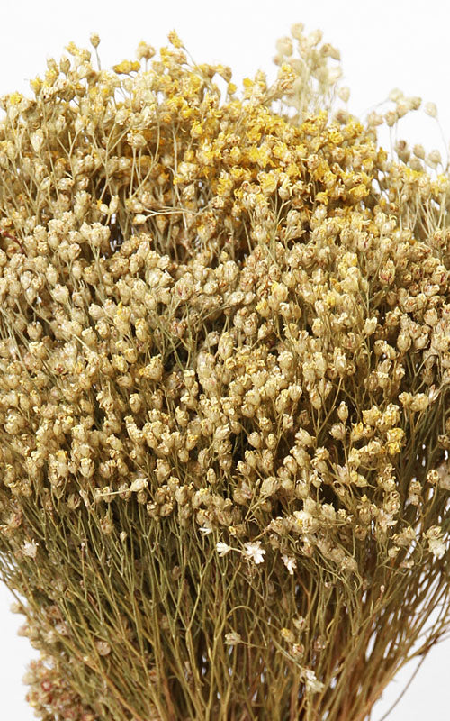 Broom Bloom natur Bund | Trockenblumen | ca. 40 cm