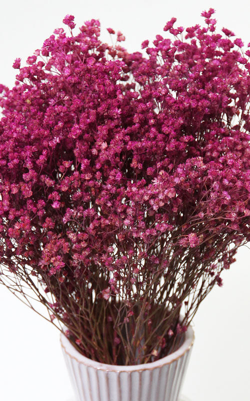 Broom Bloom berry Trockenblumen