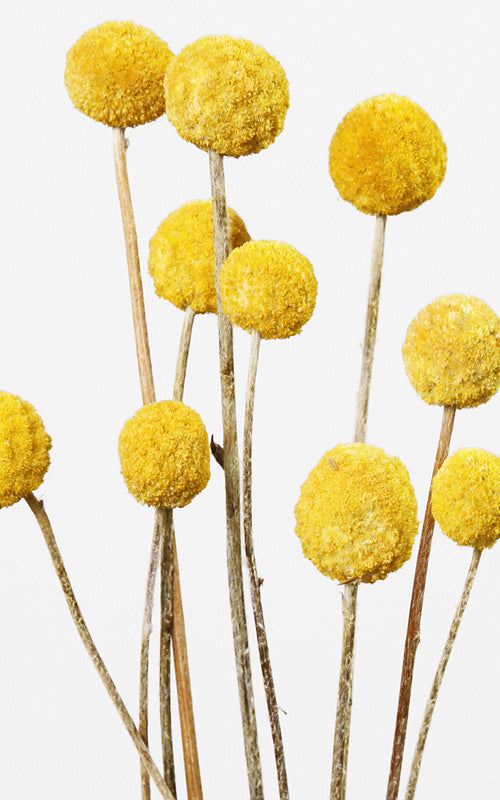 Craspedia gelb | Trockenblumen | ca. 35 cm