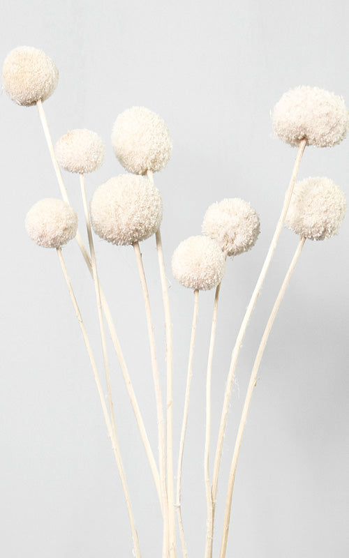Craspedia creme-weiß | Trockenblumen | ca. 40 cm