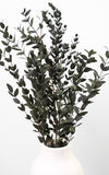 Eukalyptus Parvifolia stabilisiert