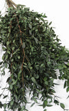 Eukalyptus Parvifolia stabilisiert