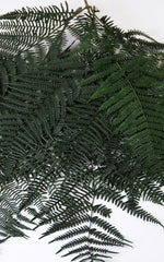 Farnzweig dunkelgrün 2er Set