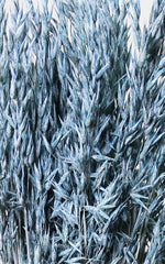 Hafer blau frosted Bund | Trockenblumen