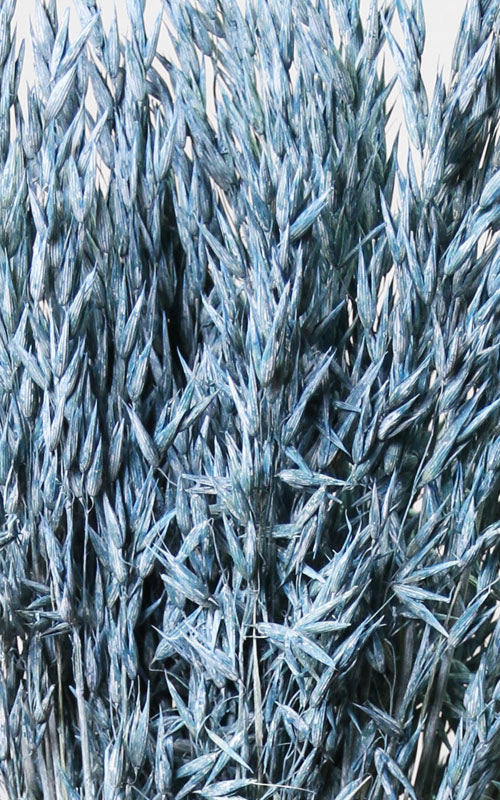 Hafer blau frosted Bund | Trockenblumen
