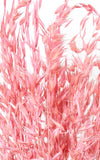 Hafer wild rosa Bund | Trockenblumen | ca. 60 cm