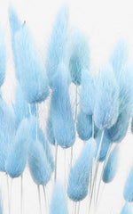 Lagurus hellblau Bund | Trockenblumen | ca. 40-50 cm