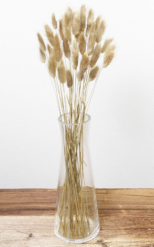 Lagurus natur Trockenblumen kaufen – Misses Flower