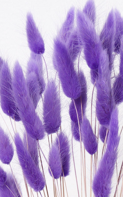 Lagurus Samtgras lila