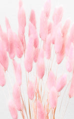 Lagurus Samtgras rosa Trockenblumen