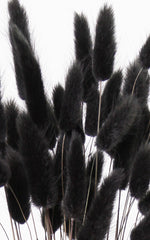 Lagurus schwarz Bund | ca. 50 cm lang