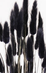 Lagurus schwarz Bund | ca. 50 cm lang