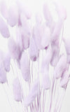 Lagurus zartflieder Bund | Trockenblumen | ca. 50 cm