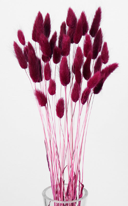 Lagurus Samtgras Trockenblumen